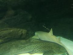 -上海海洋水族馆