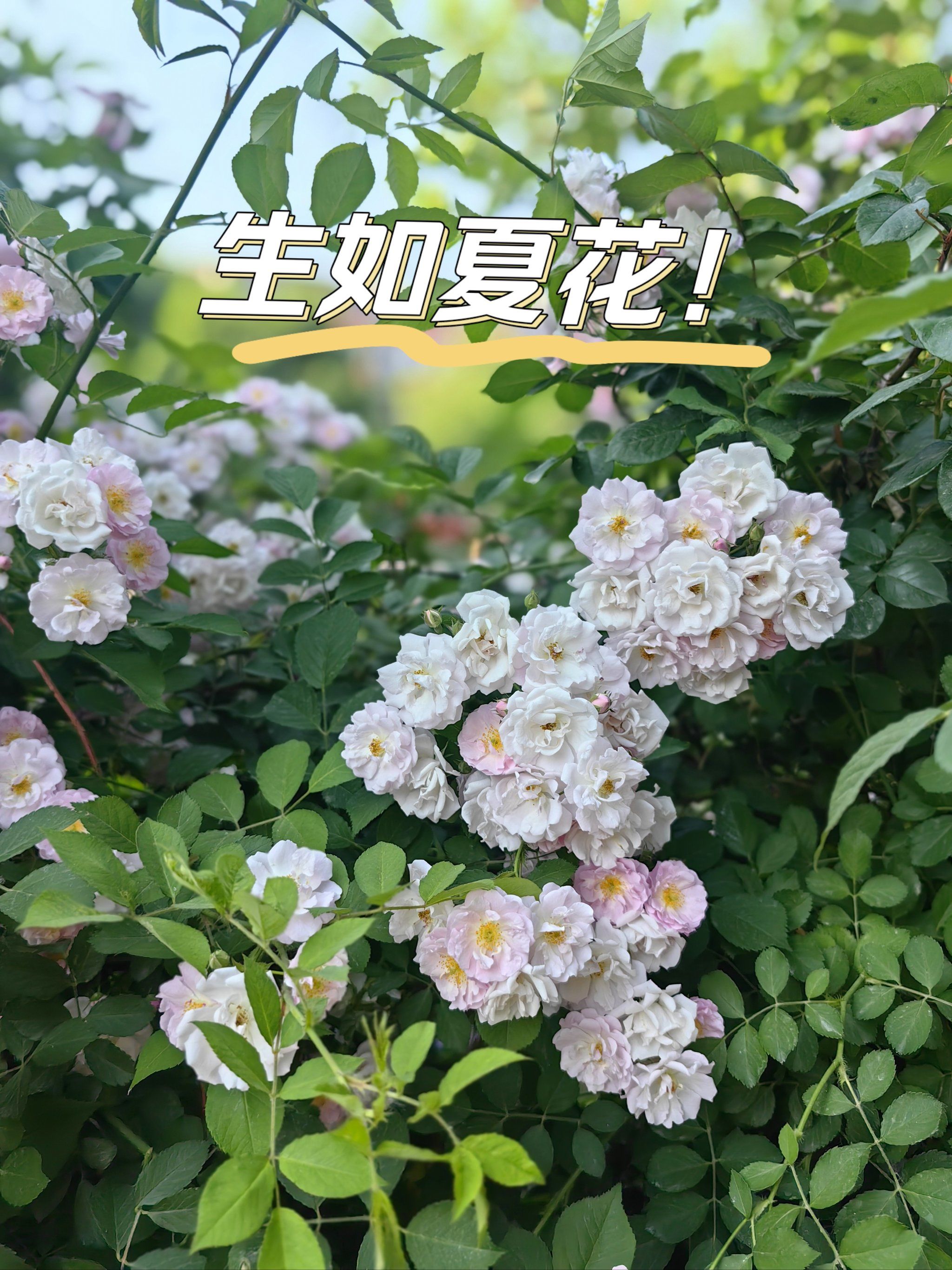 生如夏花之绚烂!