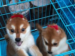 -清平路水族市场