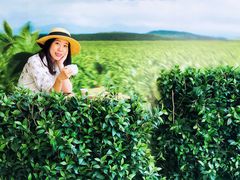 -雪绿茶博物馆