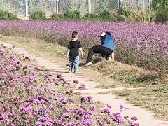 -北京东方普罗旺斯薰衣草庄园