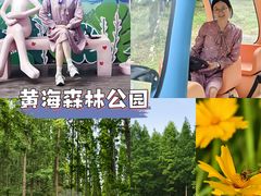 -黄海国家森林公园