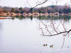 -东湖落雁景区