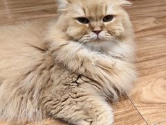 -MOCHA明星猫咖(田子坊店)