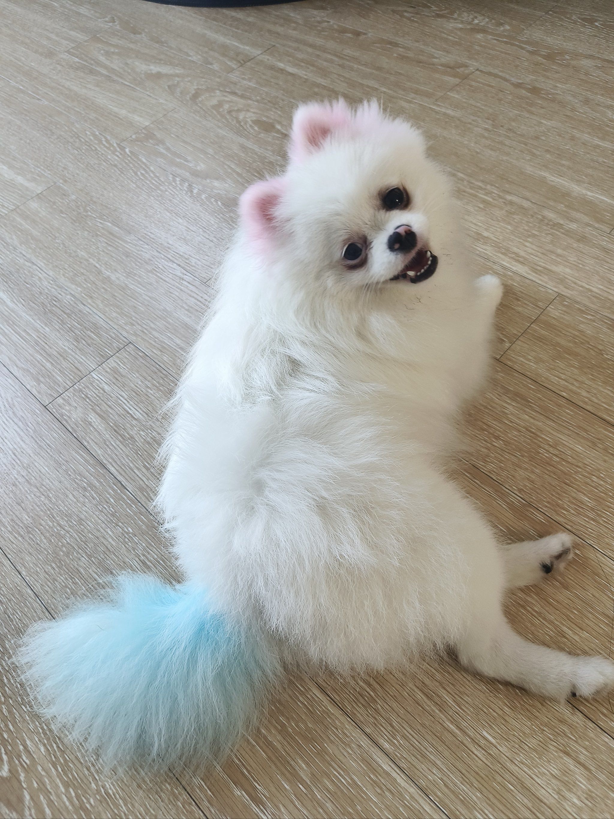 画过最满意的一次妆#睫毛 还有很漂亮的狗狗