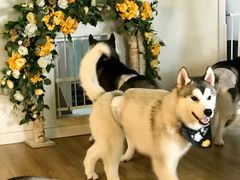 -Husky Go! 哈士奇体验馆·宠物咖啡厅狗咖