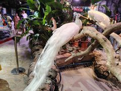 -正佳雨林生态植物园