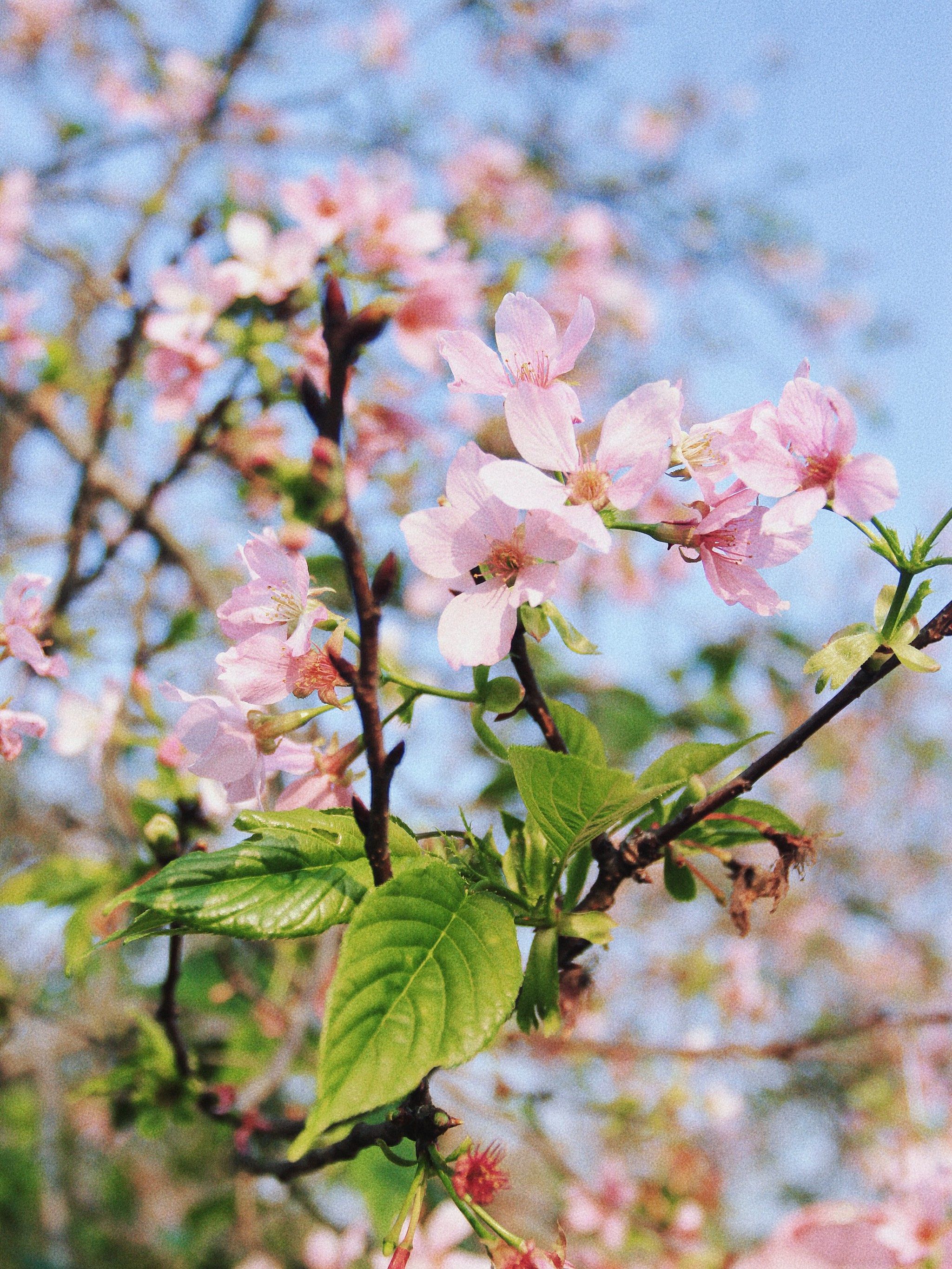 海珠湿地紫荆樱花🌸齐开‼️简直不要太美