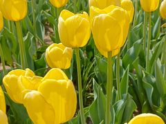 -石家庄市植物园