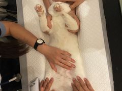 -御宝贝24h宠物医院·转诊中心·CT核磁血透中心(厦门总院)