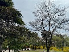 -上海滨江森林公园
