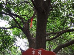 -香雪海