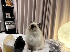 -小猫来了·猫舍(红山六九七九店)