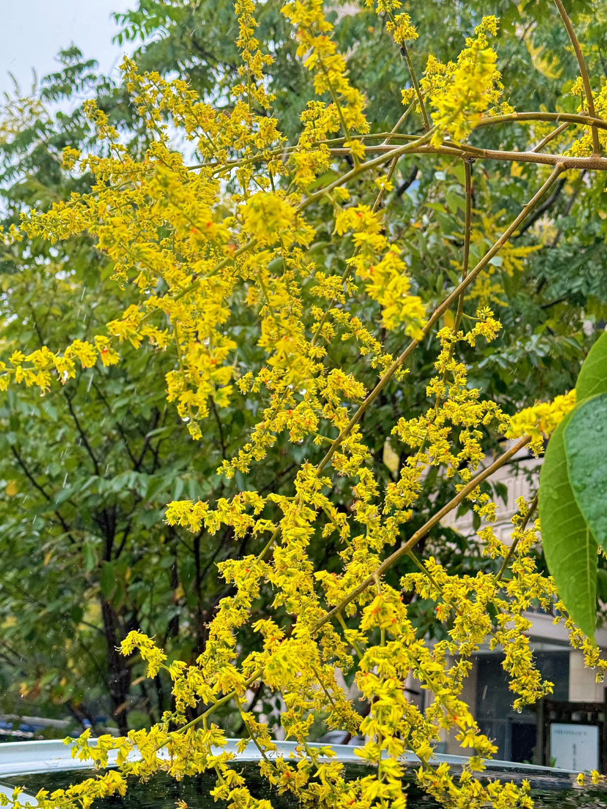 创作者赏金计划这个夏天以来的第一场大雨
黄山栾树开满金黄色的花
