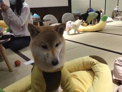 -逗柴咖啡屋·狗咖猫咖宠物桌游