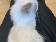 -有喵·猫咖·狗咖·30几只猫10只小狗(岗厦店)
