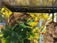 -酷以爬仙阁实体爬宠店·守宫·蜥蜴·专业繁育