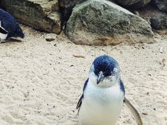 -费瑟代尔野生动物园