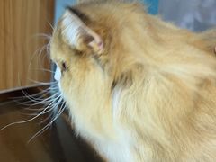 -FAELING PETS美天灵宠物(富力广场店)