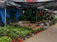 -中环花鸟鱼虫市场