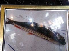 -官塘锋记鱼生·生腌·砂锅粥(牌坊街店)