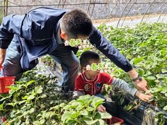 -大自然农场蔬菜草莓采摘园