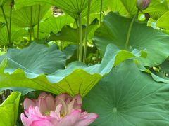 -陈家山荷花公园
