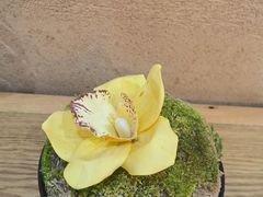 -丹江渔村(花乡店)