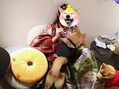 -逗柴咖啡屋·狗咖猫咖宠物桌游