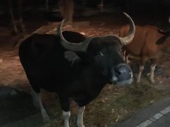 -清迈夜间动物园