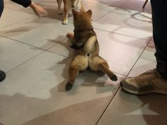 -柴务处·柴犬主题狗咖