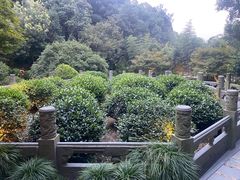 -十八棵（老龙井）御茶园(老龙井店)