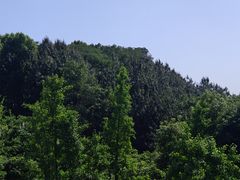 -铁山坪森林公园