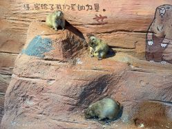 -奇幻萌宠部落(映月湖环宇城店)