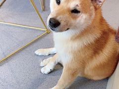 -喜柴咖啡·柴犬狗咖