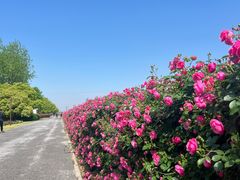 -上海滨江森林公园