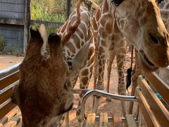 -清迈夜间动物园