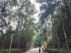 -东莞市大岭山森林公园