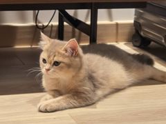 -momokira米努特·德文卷毛猫·棉花面纱犬