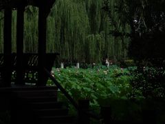 -桂湖森林公园