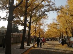 -三里屯东五街银杏大道