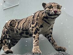 -国家自然博物馆