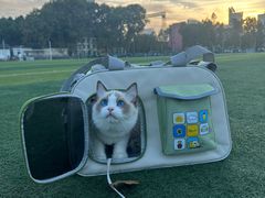 -喵zoo家庭繁育猫舍(尖东智能花园店)