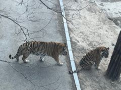 -大连森林动物园