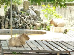 -合肥野生动物园