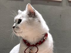 -藏猫猫咖啡主题馆(中央大道店)