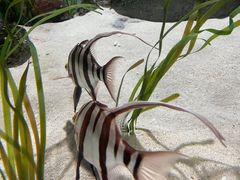 -新加坡海洋生态馆