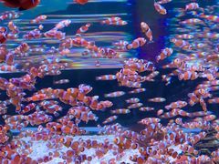 -海合安成都极地海洋公园