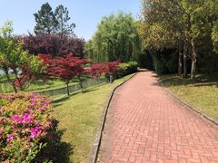 -上海佘山世茂艾美酒店