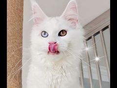 -十年猫舍·猫咪专门店(普陀店)